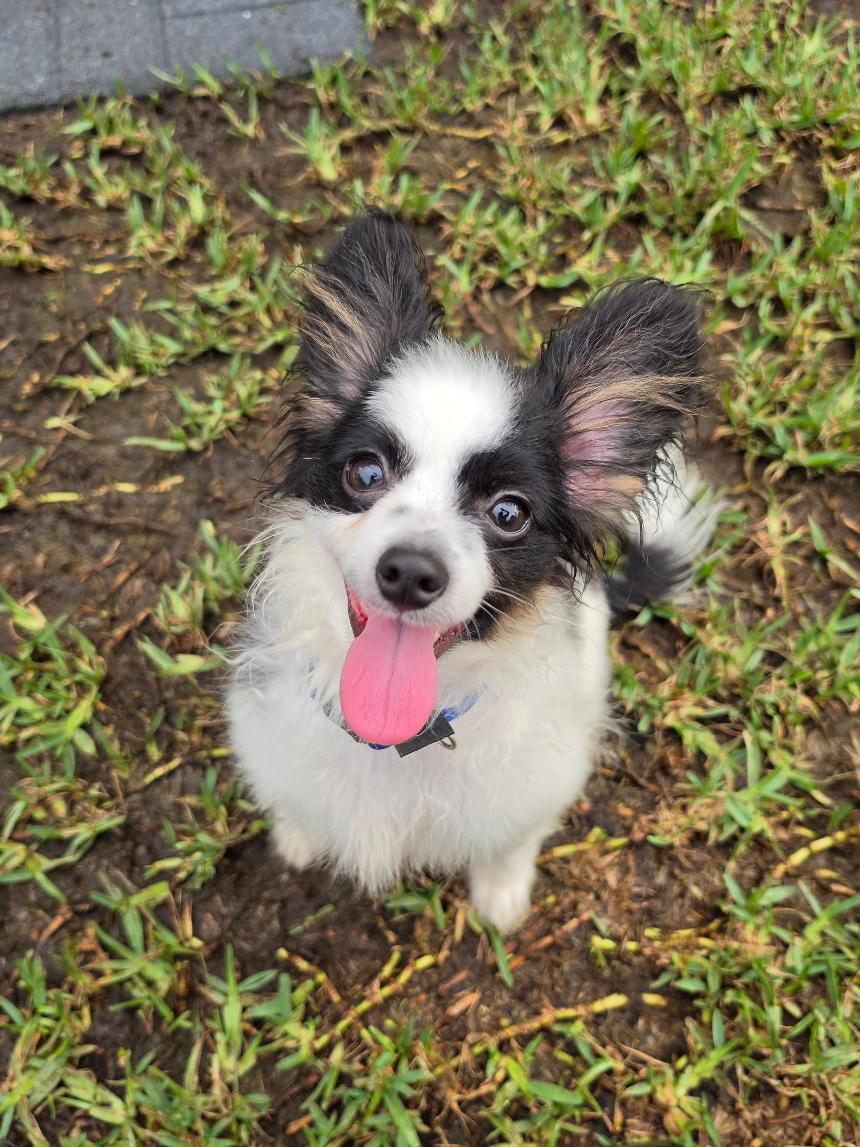 Bugs — Papillon puppy at Star Papillons