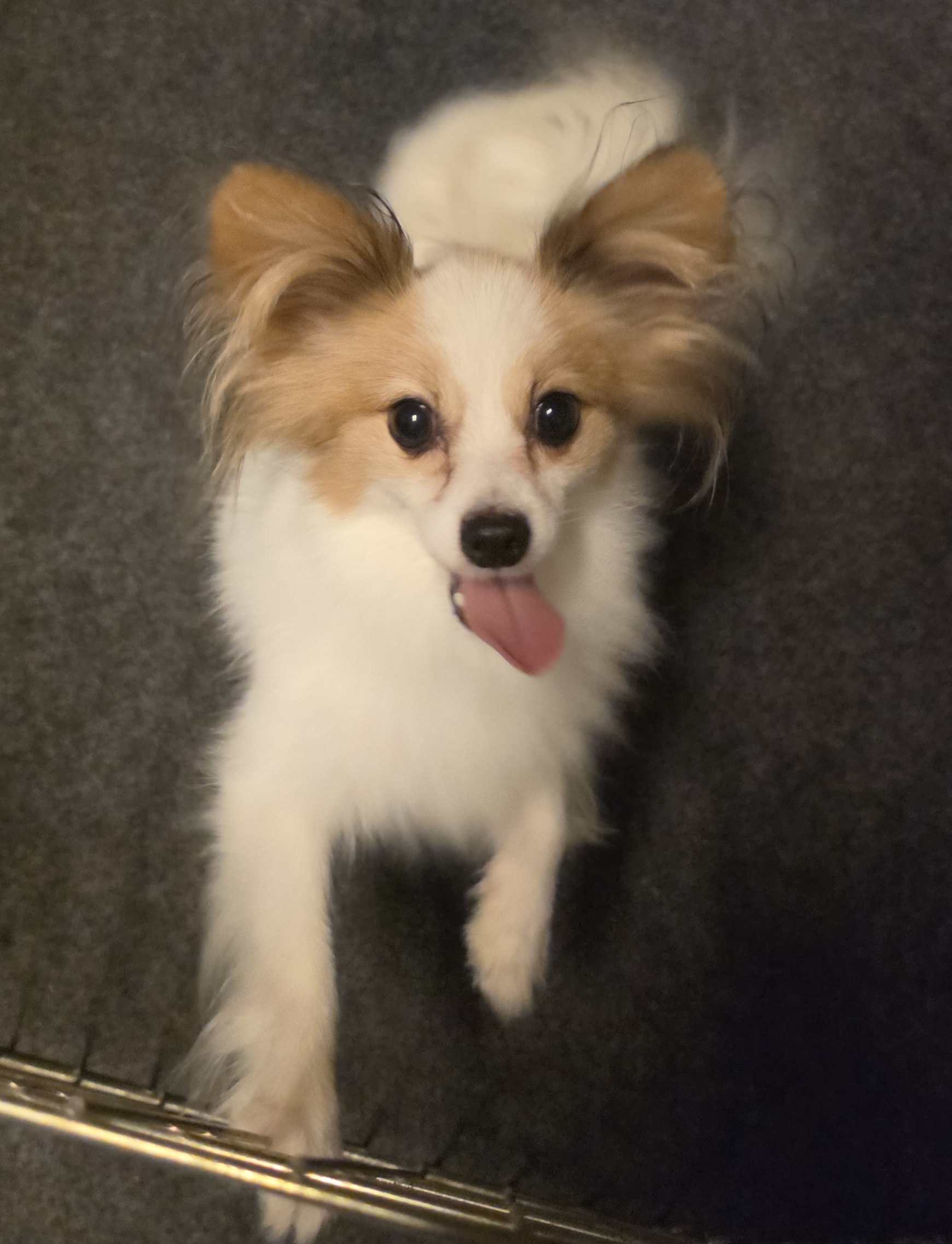 Jack — Dad Champion bloodline at Star Papillons