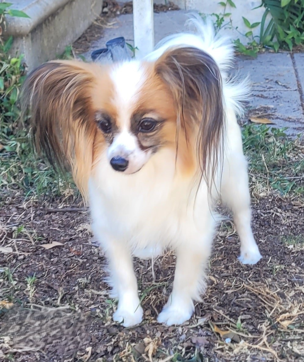 Lilly — Mom Champion bloodline RETIRED at Star Papillons