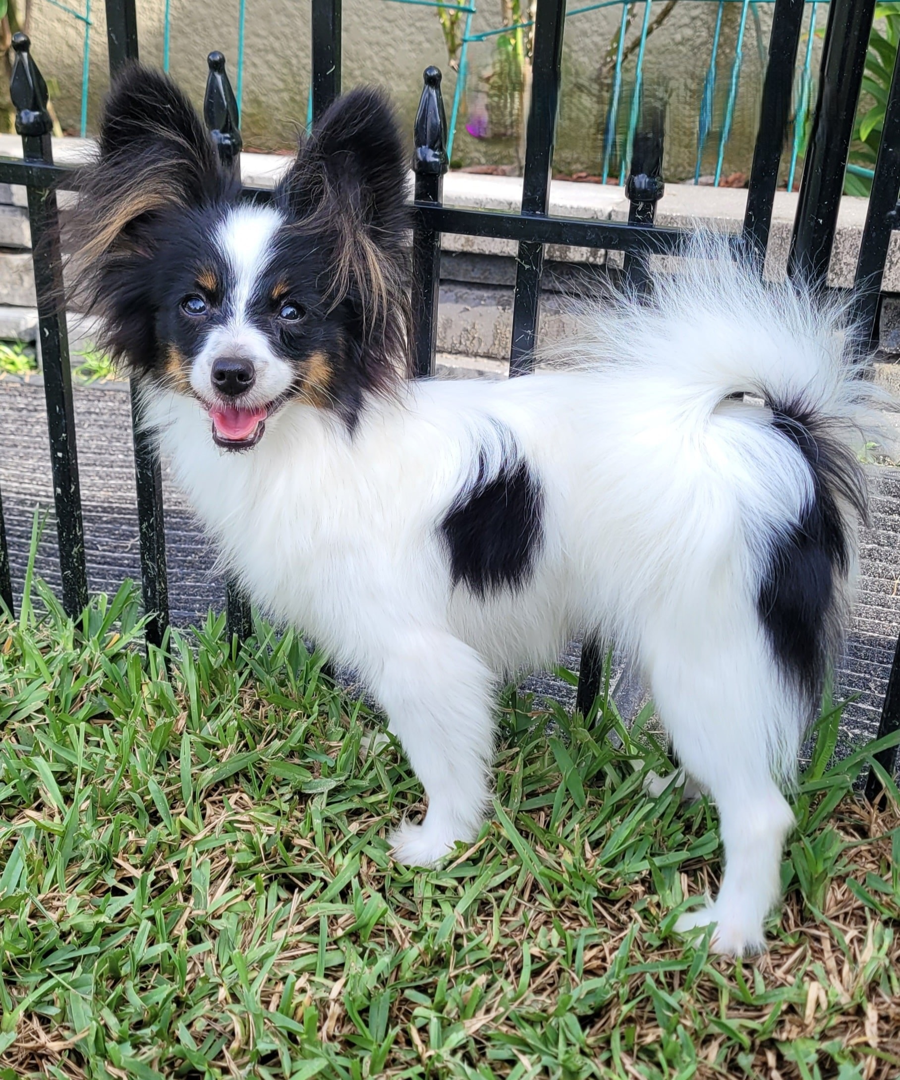 Sophia — girl Champion bloodline at Star Papillons
