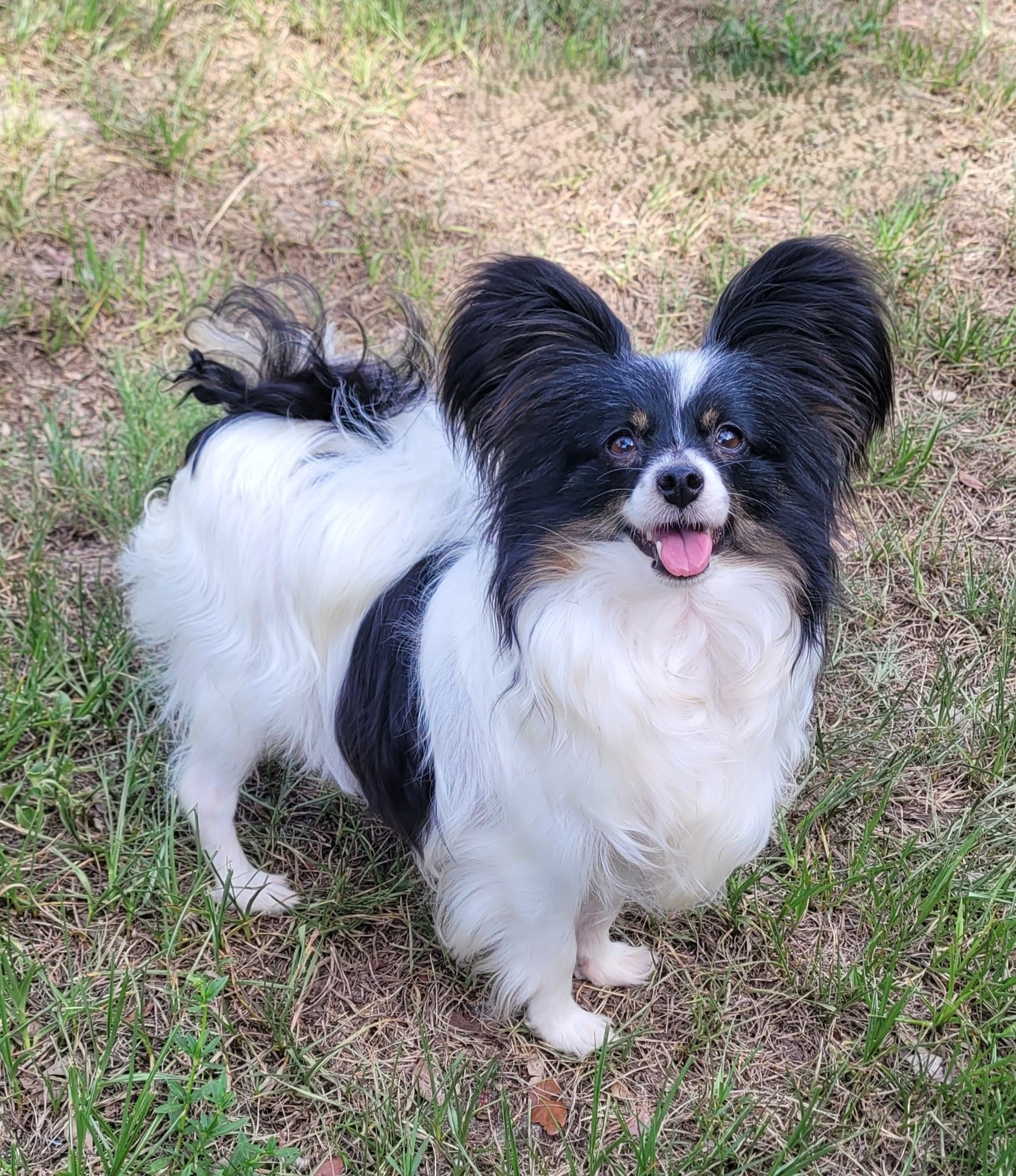 Willow — Mom Champion bloodline at Star Papillons