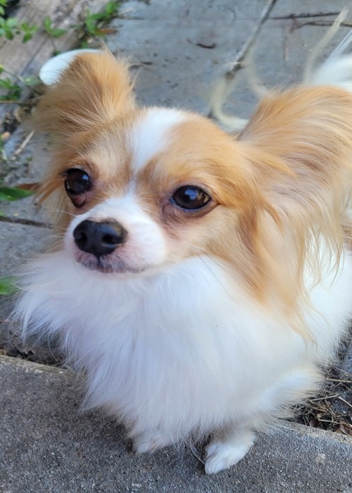 Zoey — Mom Champion bloodline at Star Papillons
