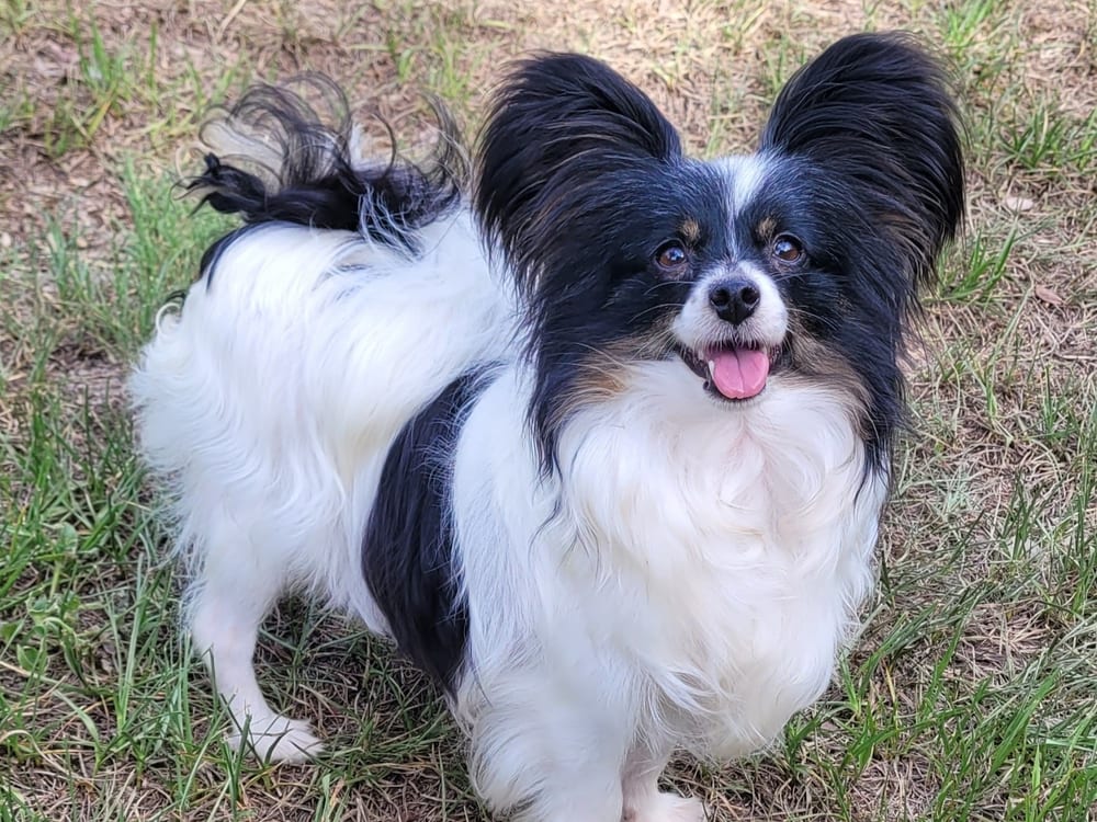 Papillon puppy enjoying a sunny garden