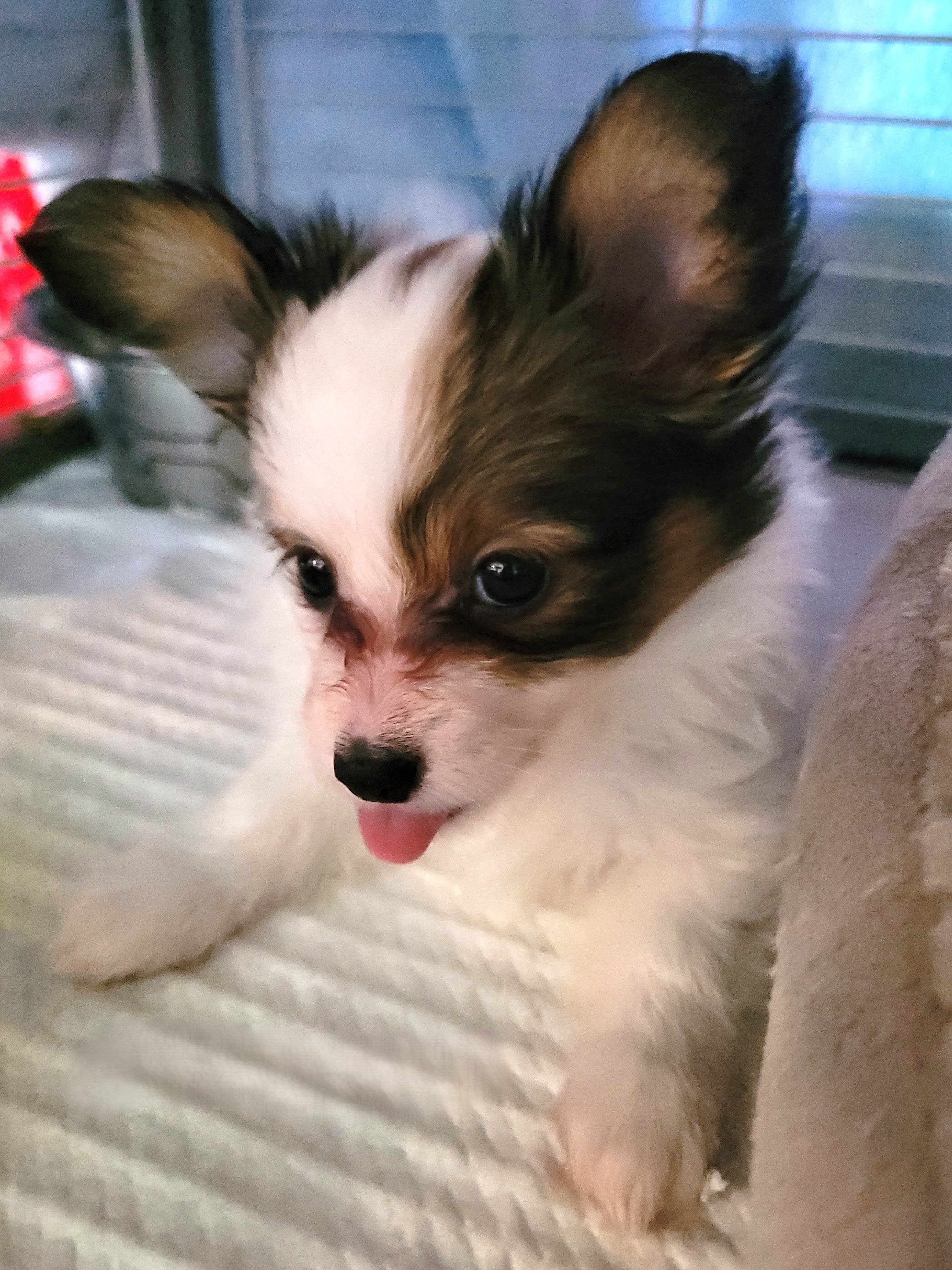 Diamond — Papillon puppy at Star Papillons