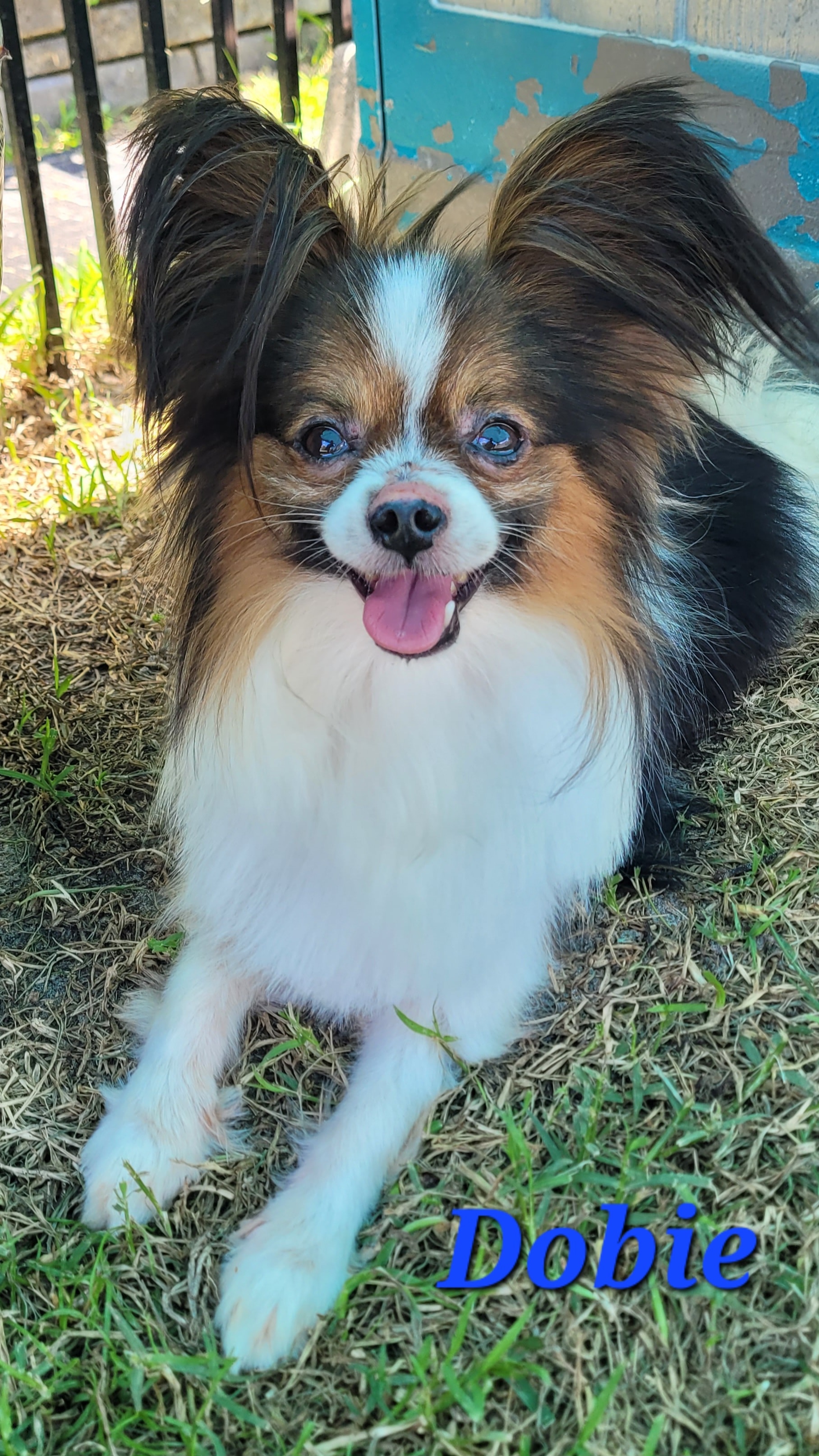 Dobie — Dad Champion bloodline at Star Papillons